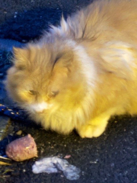 Czekolada - cat found, Lublin