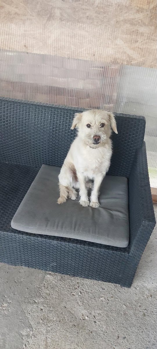 Diego - ZAGINĄŁ, pies · labrador · Bydgoszcz, Polska 3