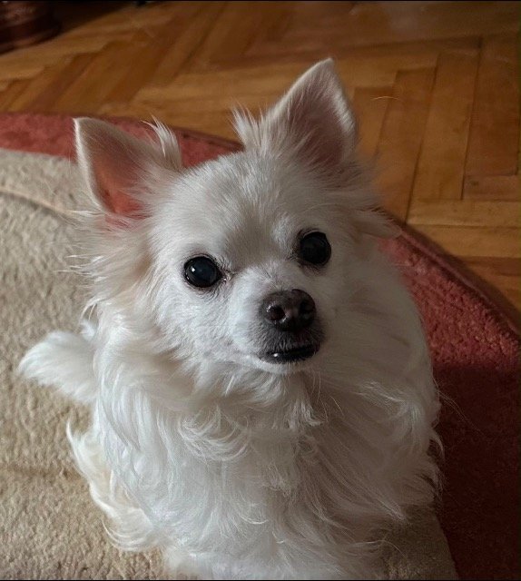 Princesa - PERDIDO, perro · chihuahua · A Coruña, España 3