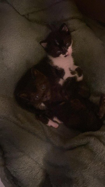 Vita - Adopcijai, kaķis · eiropiešu kaķis · Cēsis, Latvija 4