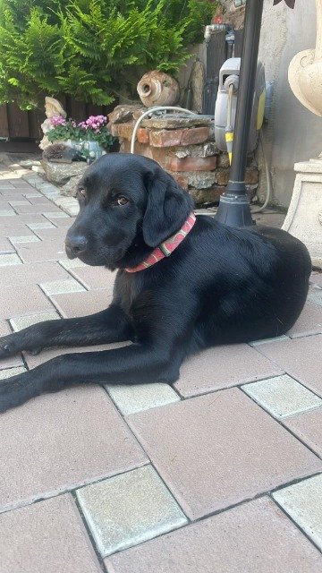 Bono - ENCONTRADO, cão · Labrador (metis) · Coimbra, Portugal 4