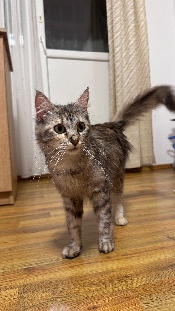 Pusia - DO ADOPCJI, kot · maine coon · Warszawa, Polska 3