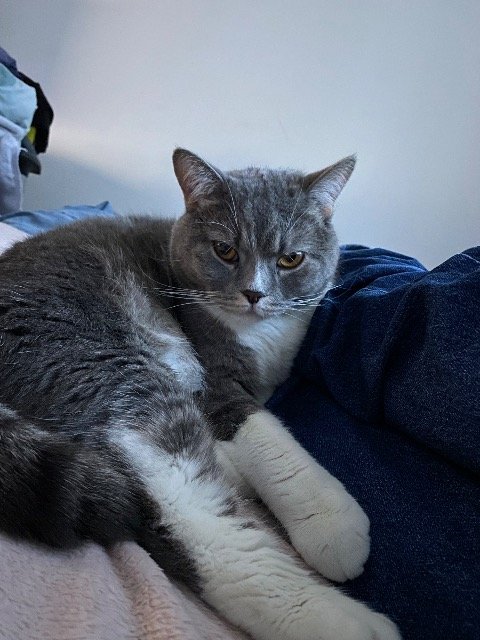 Karma - SMARRITO, gatto · British Shorthair · Palermo, Italia 4