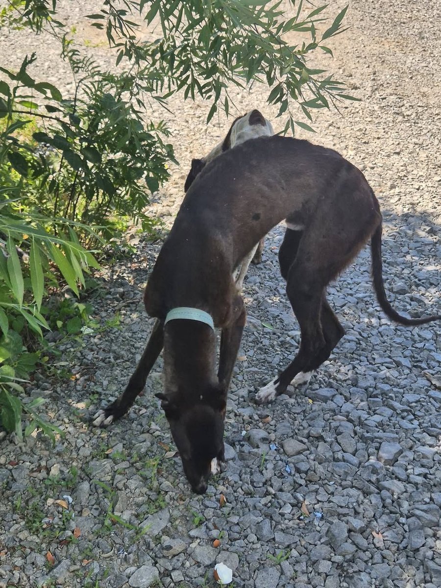 Coco - Trouvé, chien · croisé · Brugge, Belgique 4