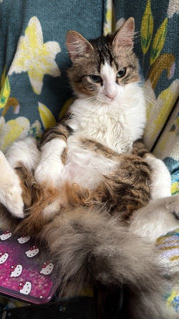 Whisker - ENTLAUFEN, Katze · Gemeinschaftskatze · Bregenz, Österreich 4
