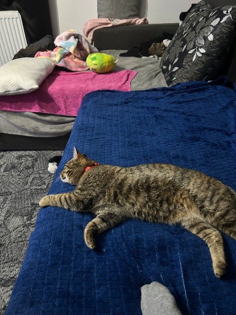 Lumi - GEFUNDEN, Katze · Abessinier · Innsbruck, Österreich 4