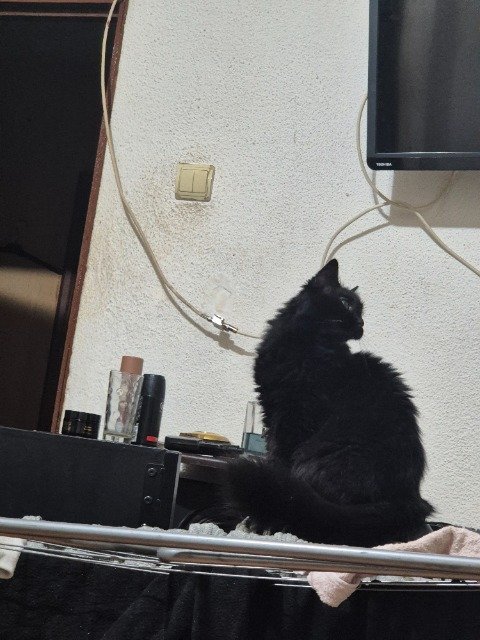 Momo - Katze vermisst, Münster