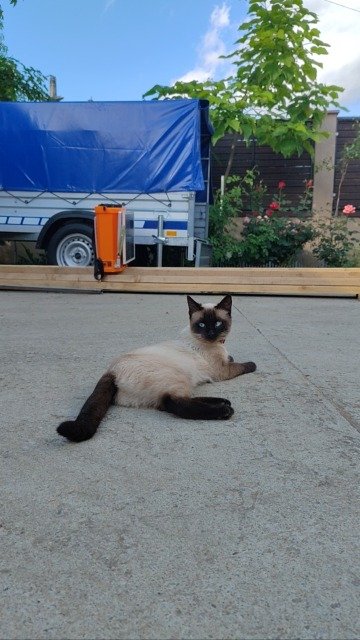 Simba - cat lost, Milano