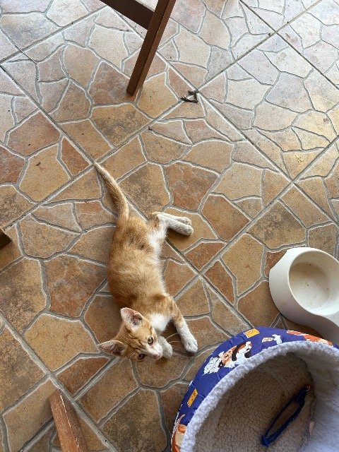 Bambi - cat lost, Genova