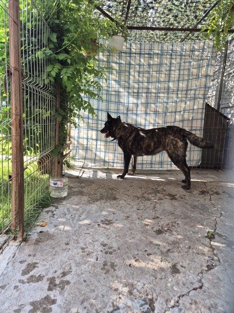 Pluto - dog found, Milano
