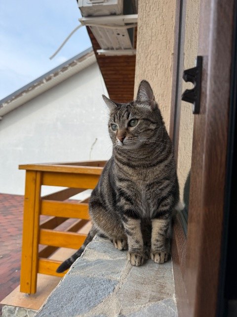 Mia - Katze vermisst, Köln
