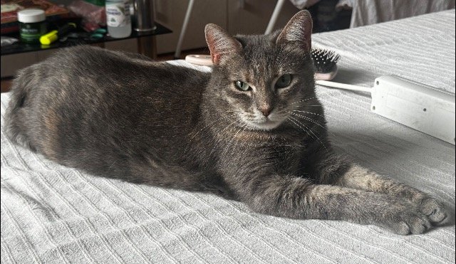 Miri - cat lost, Poznań