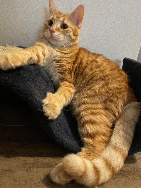 Zelda - Perdu, chat · chat européen · Cergy-Pontoise, France 4