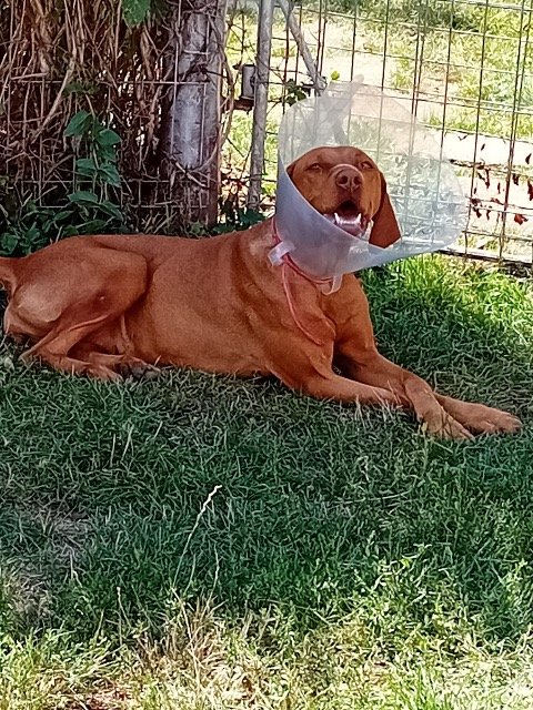 Bella - ZU VERMITTELN, Hund · Vizsla · Essen, Deutschland 3