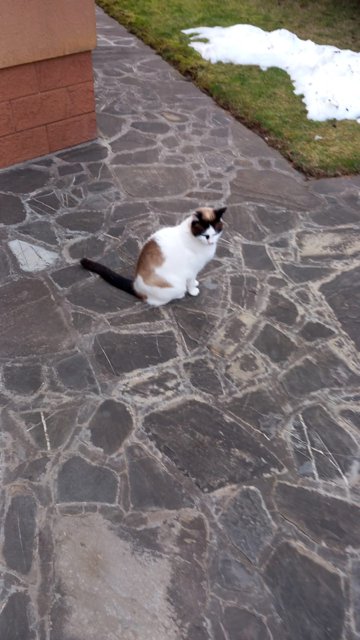 Sissi - Katze gefunden, Ansfelden