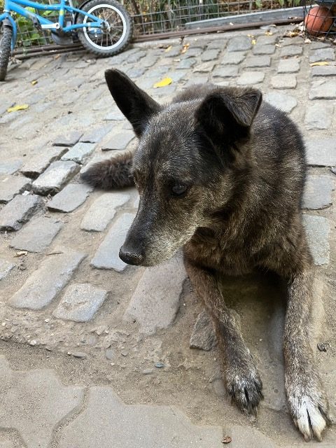 Charlie - Hund vermisst, Nuremberg