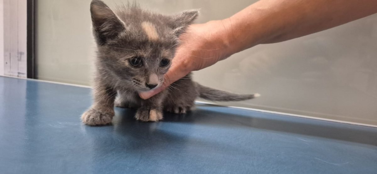 Hoppel - cat found, Hamburg
