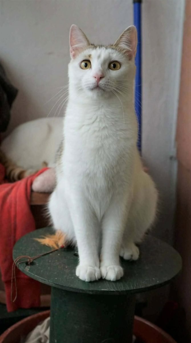 Tofu - cat