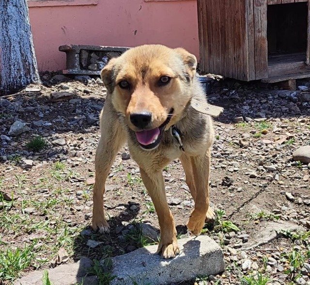Motín - EN ADOPCIÓN, perro · mestizo (cruce) · Las Palmas de Gran Canaria, España 3