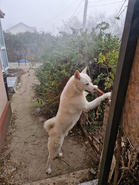 Kaja - IZGUBLJEN, pes · akita inu · Ljubljana, Slovenija 4