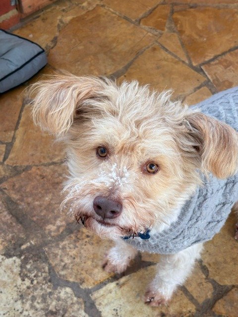 Tofik - dog found, Szczecin