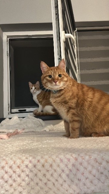 Winnie - SMARRITO, gatto · europeo · Firenze, Italia 4