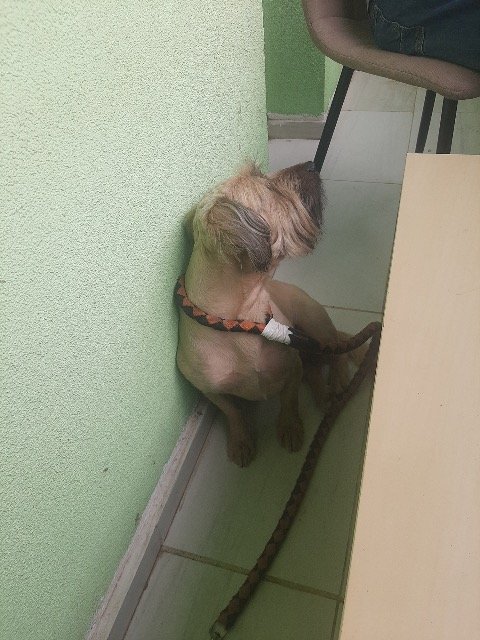 Fifi - ELVESZETT, kutya · bichon · Miskolc, Magyarország 3