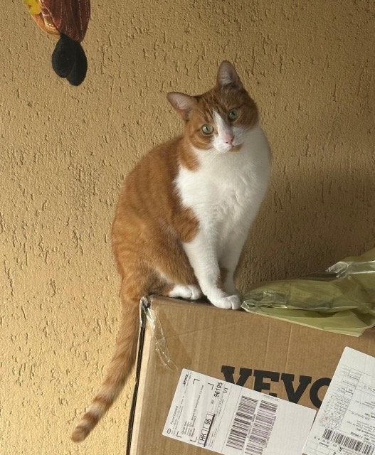 Bounty - Katze vermisst, Stuttgart