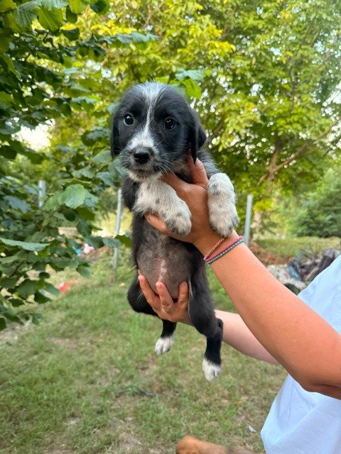 Luna - ENCONTRADO, cão · raça mista · Porto, Portugal 4
