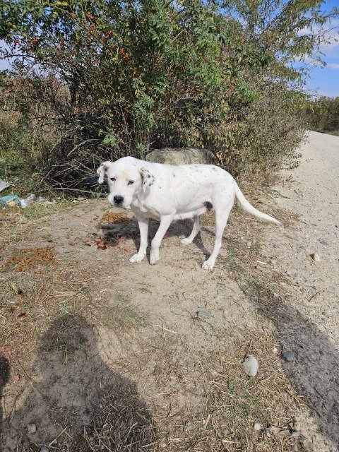 Chester - dog found, L'Hospitalet de Llobregat