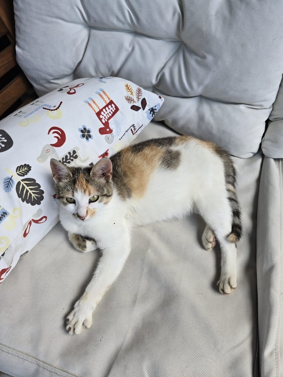 Murr - Katze gefunden, Stuttgart