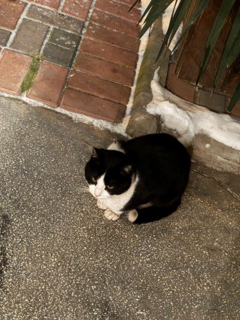 Arielle - cat found, Bruxelles