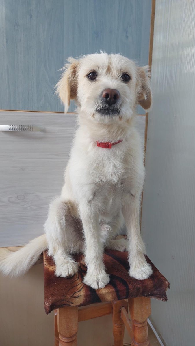 Diego - dog lost, Bydgoszcz
