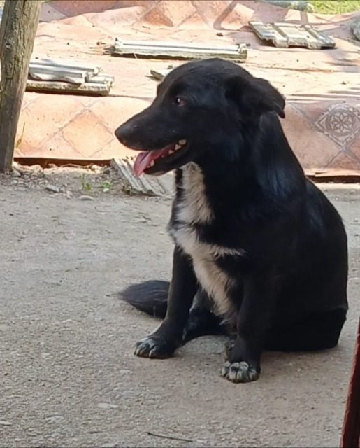 Bella - dog lost, Genoa