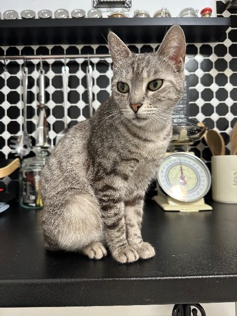 Ruda - cat found, Katowice