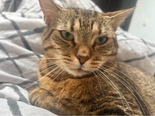 Titi - Perdu, chat · européen · Marseille, France 3