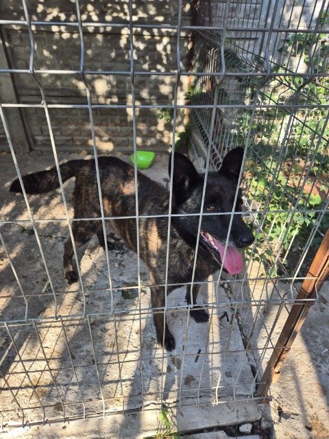 Pluto - TROVATO, cane · malinois · Milano, Italia 4