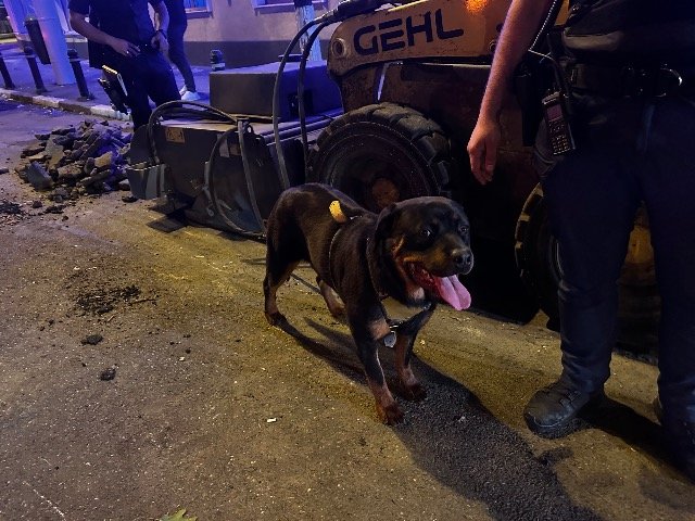 Fifi - dog found, Bydgoszcz
