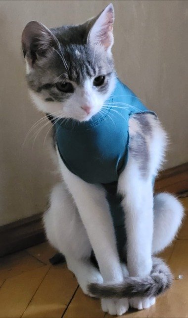 Miso - cat found, Gdańsk