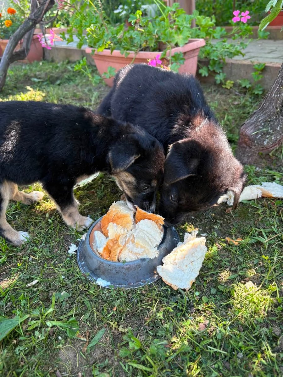 Apolo - ENCONTRADO, cão · vira-latas · Braga, Portugal 4