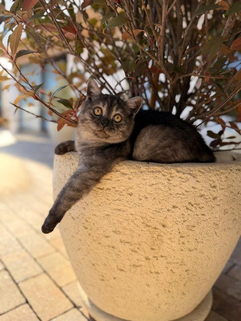 Ziggy - ZAGINĄŁ, kot · British Shorthair · Bytom, Polska 3