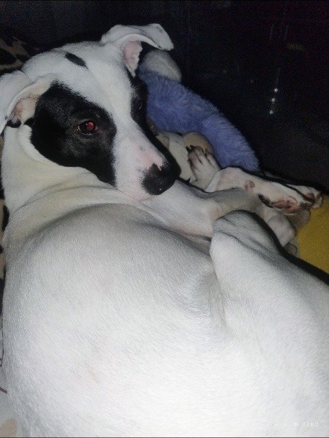 Loki - dog lost, Bytom