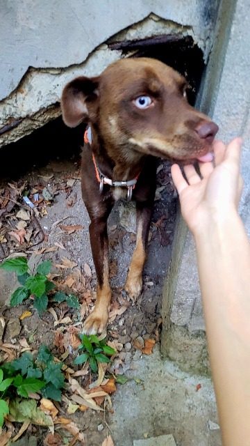 Michi - dog found, Las Palmas de Gran Canaria