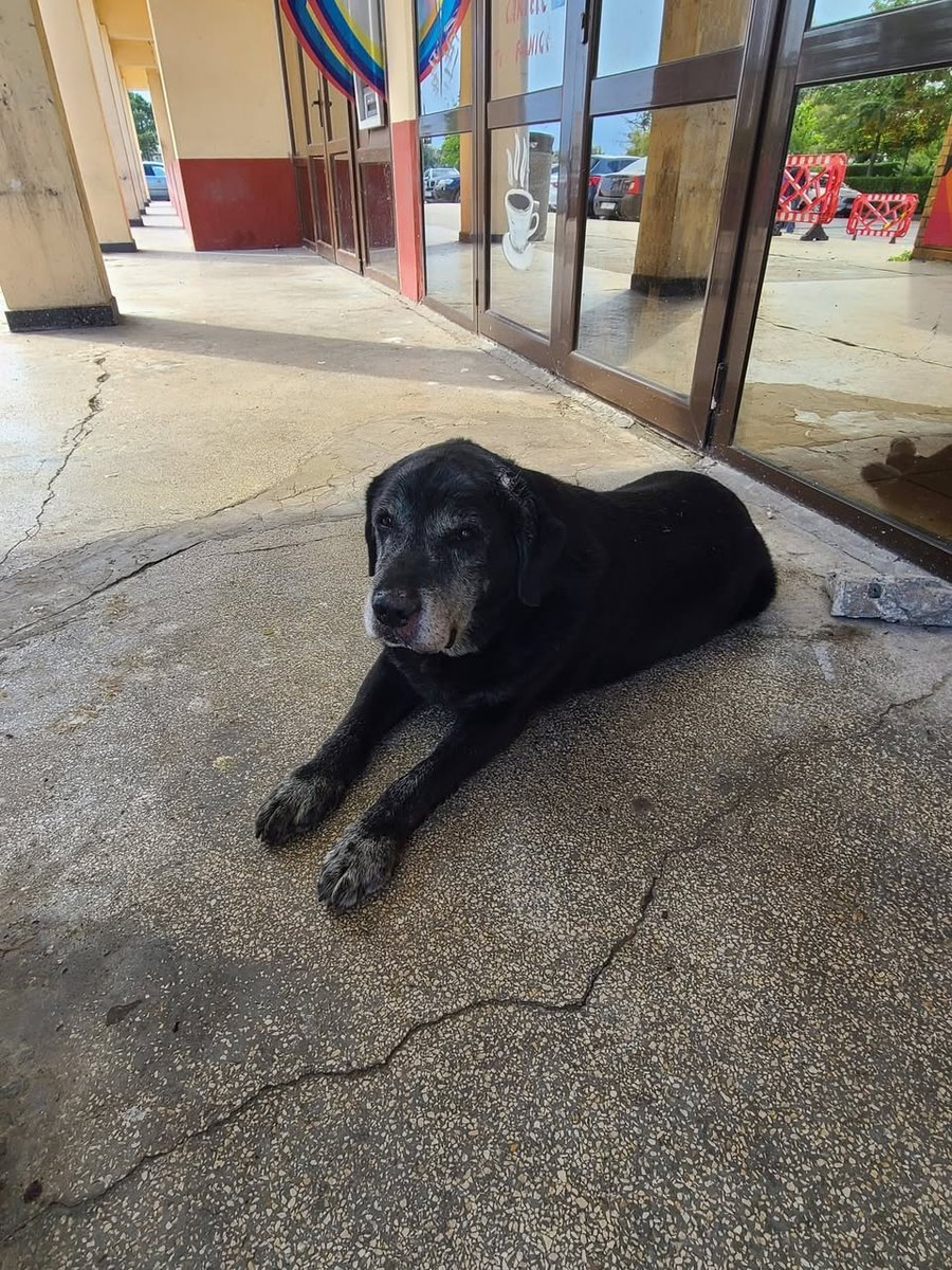 Guapo - dog found, Valencia