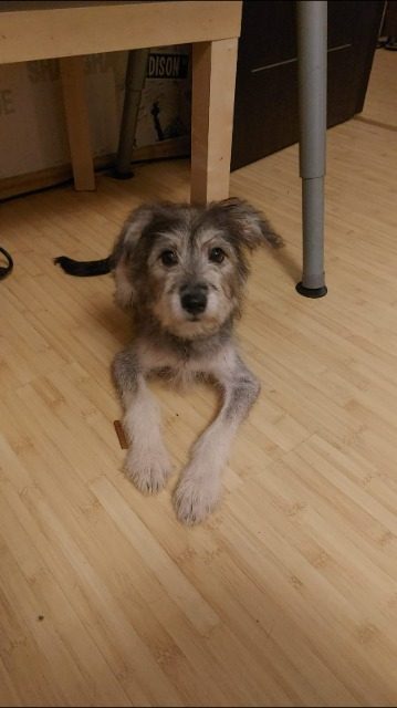 Burli - Hund gefunden, Klagenfurt am Wörthersee
