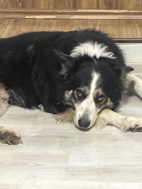 Duke - SMARRITO, cane · Border Collie · Mestre, Italia 3