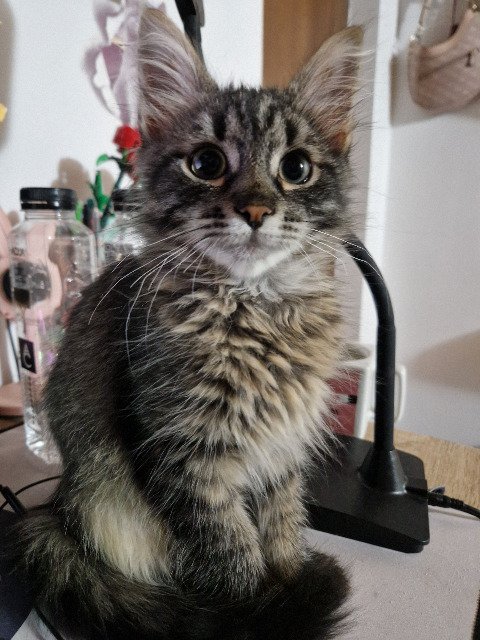 Violeta - PERDIDO, gato · noruega de bosque · Barcelona, España 3