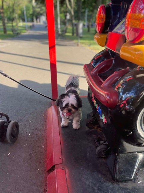 Marley - ZAGINĄŁ, pies · shih-tzu · Poznań, Polska 3
