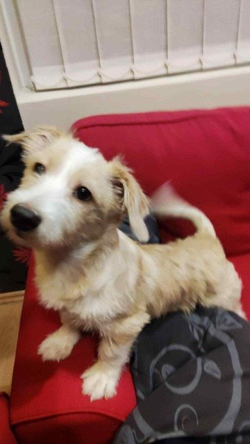 Ari - dog found, Antwerpen