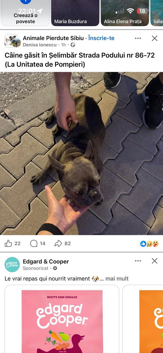 Poppy - chien retrouvés, Paris